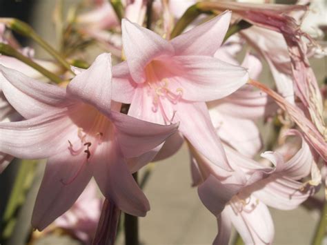 Pin On Flowers Of The Garden