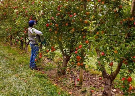 Neuquén lanzó nuevas líneas de crédito para productores frutihortícolas