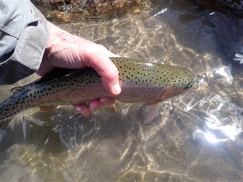 Dave Weller S Fly Fishing Blog Fly Fishing Adventures In Colorado And