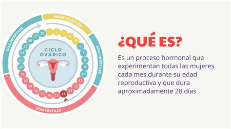 Solution Ciclo Ov Rico Y Uterino Studypool