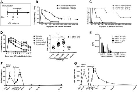 Establishment And Assessment Of The Delayed Type Hypersensitivity