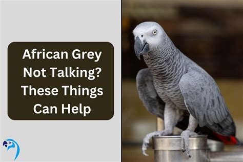 African Grey Not Talking? These Things Can Help