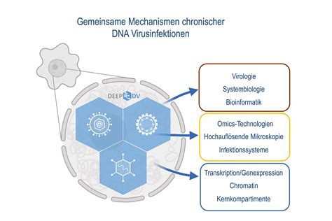 Neue DFG Forschungsgruppe Untersucht Chronische DNA Virusinfektionen