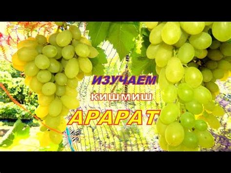 Кишмиш Арарат.Сравнение ягод в разрезе кишмишей Столетие Аватар и ...