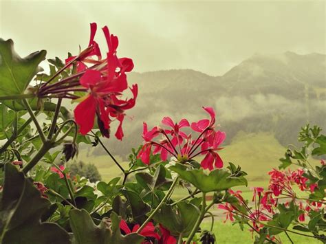 Flowers Alps Austria - Free photo on Pixabay