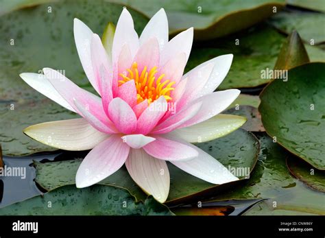 Res Seerose Seerose Lily Pond Nymphaea Spec Stockfotografie Alamy