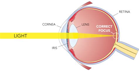 Normal Growth and Human Eye Development - Eye Health Nepal