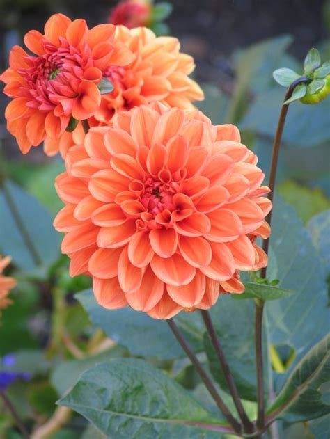 10 Best Autumn Flowers Top Dreamer