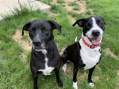 How Do I Get My Great Dane Puppy To Stop Jumping