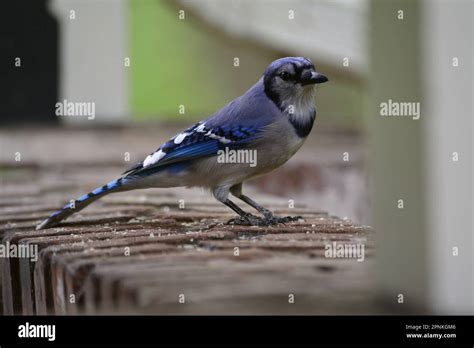 Blue Jay eating bird seed Stock Photo - Alamy