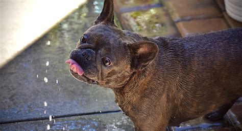 Is Your Dog Drinking Enough Water?