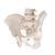 Becken Skelett Modell M Nnlich B Smart Anatomy A