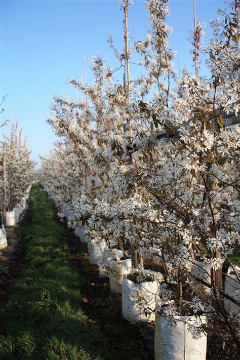 Amelanchier Lamarckii Multi Stem Tree For Sale Barcham Trees