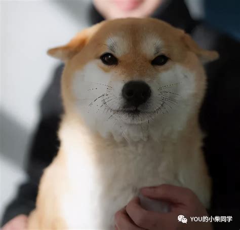 北京柴犬多少钱一只幼犬（附：北京柴犬价格及图片） 阿宝宠物网