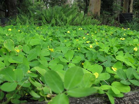 Arachis Pintoi Qué Es Características Hábitat Usos Y Cultivo