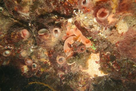 Mauve Mouth Ascidian From Rosetta Head Encounter Bay On October