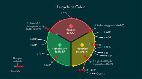 Schéma bilan Le cycle de Calvin SchoolMouv