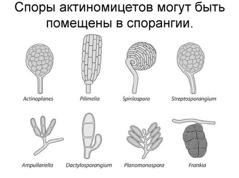 Актиномицеты (actinomycetes) - презентация онлайн