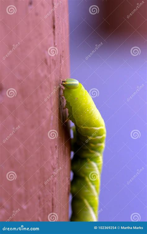 Green Caterpillar Blue Horn Stock Photo - Image of hawk, hummingbird ...