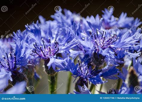 Blue Cornflower Bouquet Closeup in Abstract Background Stock Photo - Image of knapweed, blossom ...