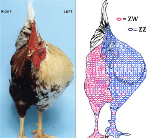 Lecture 42: Avian Reproduction Flashcards | Quizlet