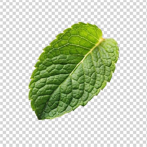 Premium PSD Fresh Mint Leaves Isolated On Transparent Background