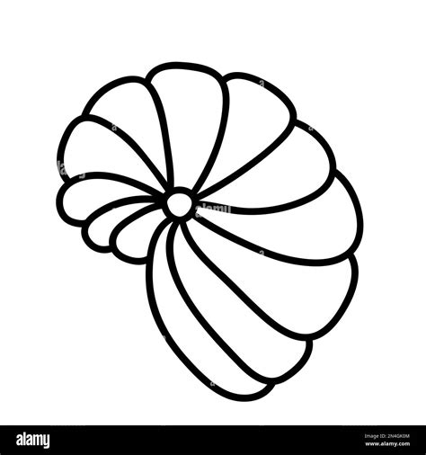 Vector Black And White Seashell Outline Seashell Summer Outline