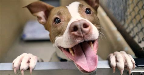 Dove Adottare Un Cane In Puglia La Guida