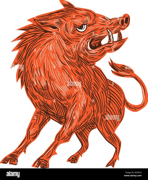 Angry Razorback Wild Pig Hog Hi Res Stock Photography And Images Alamy