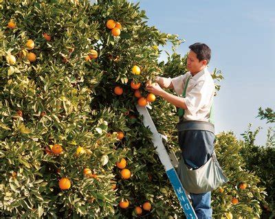 Wonderful Citrus | Wonderful Careers