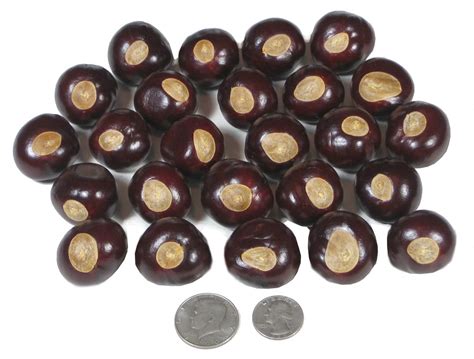 Ohio Buckeye Nuts - Large Size Buckeyes Nuts : Amazon.in: Home & Kitchen