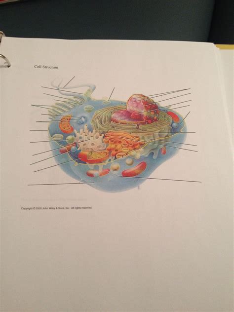 Cell Diagram 1 Blank Cell Diagram Diagram Art