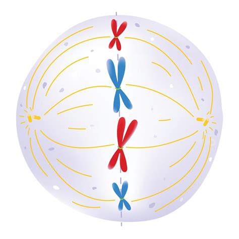 Metaphase is the phase of the cell cycle. 19849082 Vector Art at Vecteezy