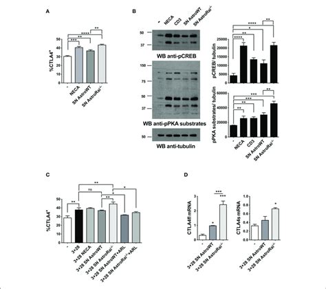 Rai Astrocytes Promote Ctla Expression On T Cells Through