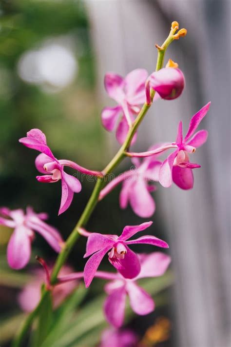 Phalaenopsis Orchids Purple Leaves Background Stock Photos Free