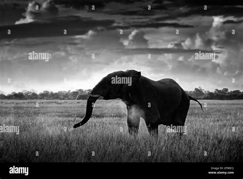 Black and white art photo. African safari. Elephant in the grass ...