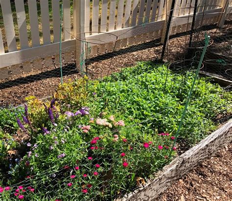 How To Make A Pocket Pollinator Garden Get Green Be Well