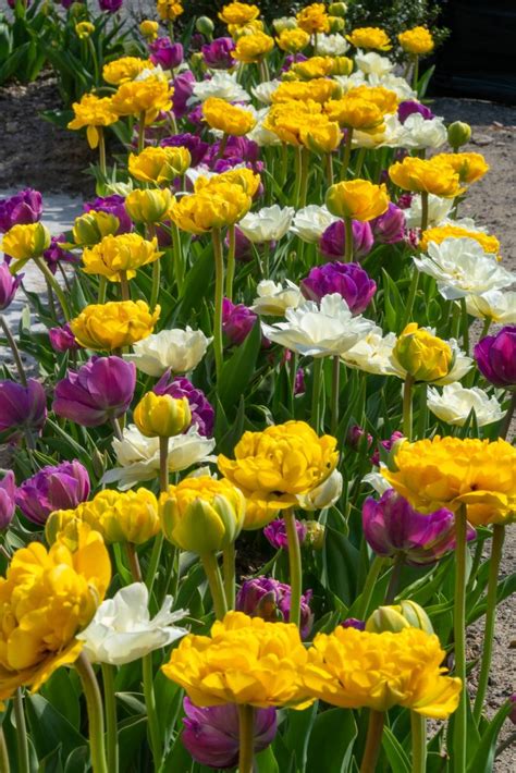 Tulip Bulbs Item 1451 Snowmelt For Sale Colorblends®