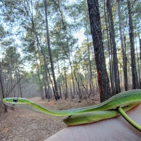 Rough Green Snakes In Central Florida Florida Wildlife Trappers