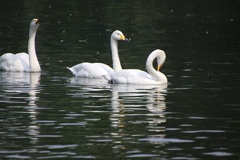 Swans Birds Lake White - Free photo on Pixabay - Pixabay