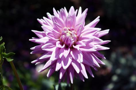 Free Flower Images and Stock Photos 