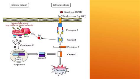 Apoptosis Intrinsic And Extrinsic Pathway With Assays Ppt