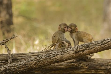 Baby Rhesus Macaque Monkey In Kathmandu Stock Image - Image of nature, wild: 11439539