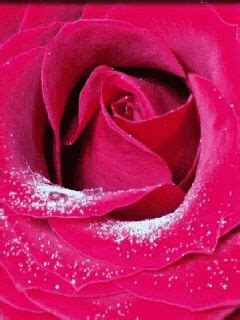 Red Rose Red Rose Animation Discover Share Gifs Red Roses