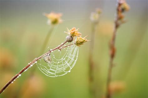 Premium Photo Spider Web Covered In Dew Drops Amidst Morning Fog