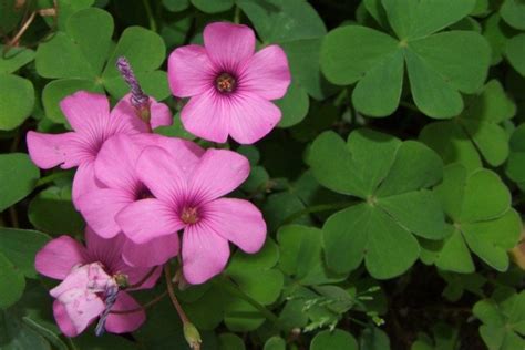 Кислица (60 фото) - виды, выращивание и уход в домашних условиях