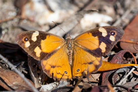 Meet The Common Brown Butterfly And Similar Kinds - Butterflyhobbyist