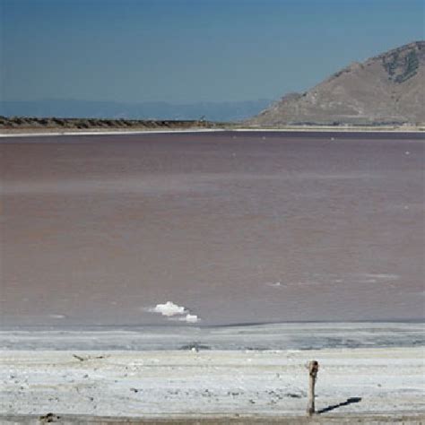 Great Salt Lake, UT, USA, is home to the extreme halophile Halorhabdus ...