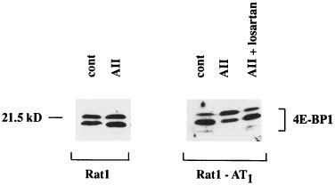 Stimulation Of E Bp Phosphorylation By Aii In Rat Fibroblasts