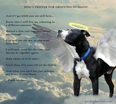 Prayer For Someone Who Has Lost A Pet | Pets Animals US